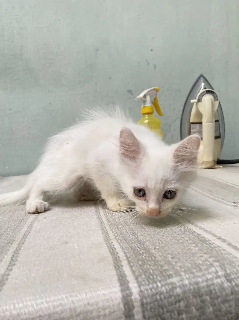 Beautiful White Persian Cat (Double Coat Hair) — photo 11