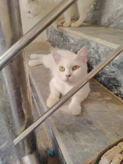 Good cat
