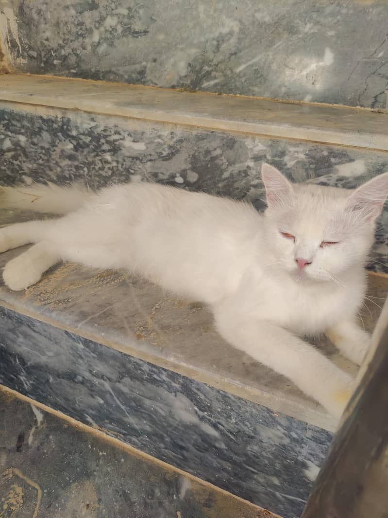Good cat 1