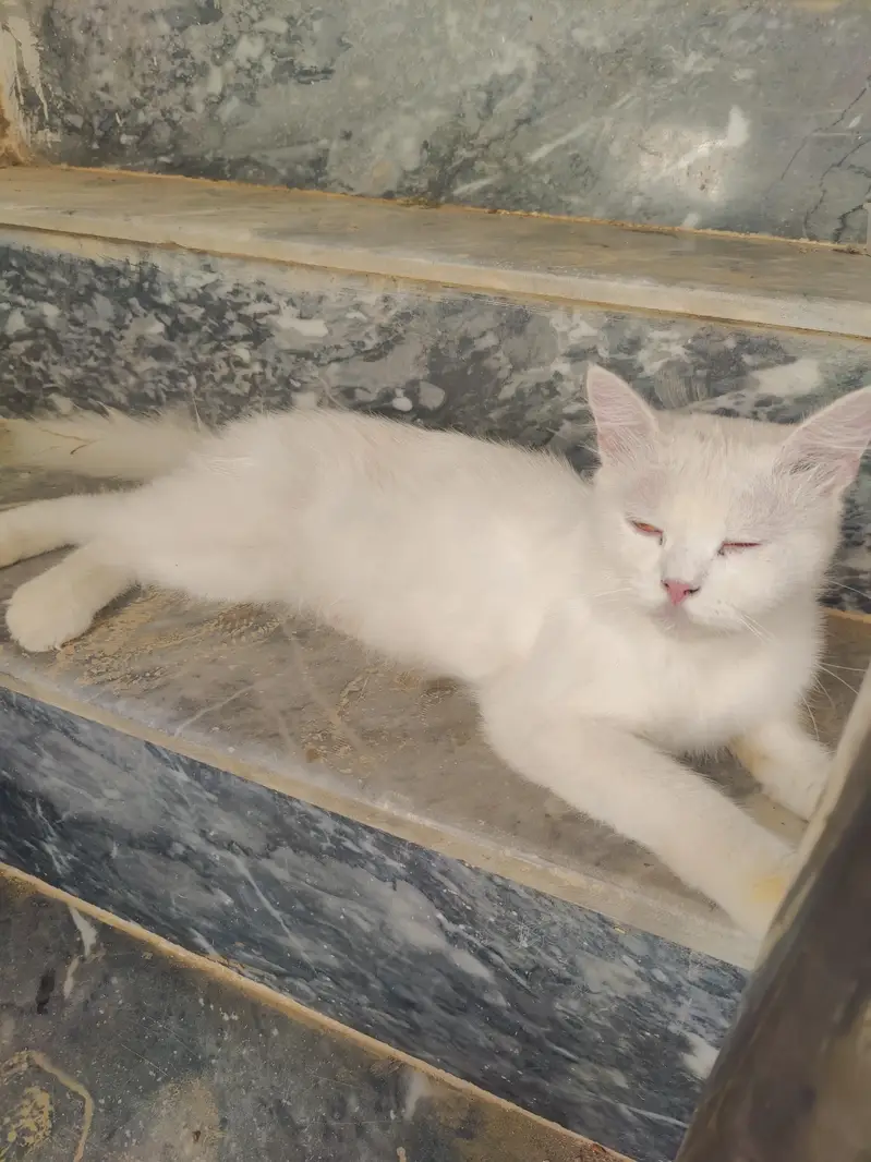 Good cat — photo 2