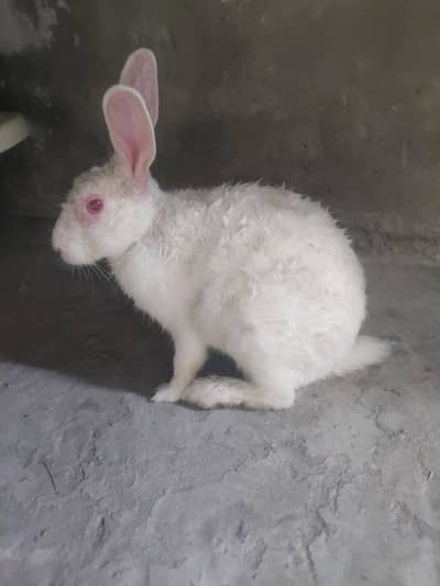 Male Rabbit