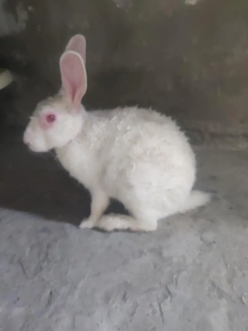 Male Rabbit — photo 2