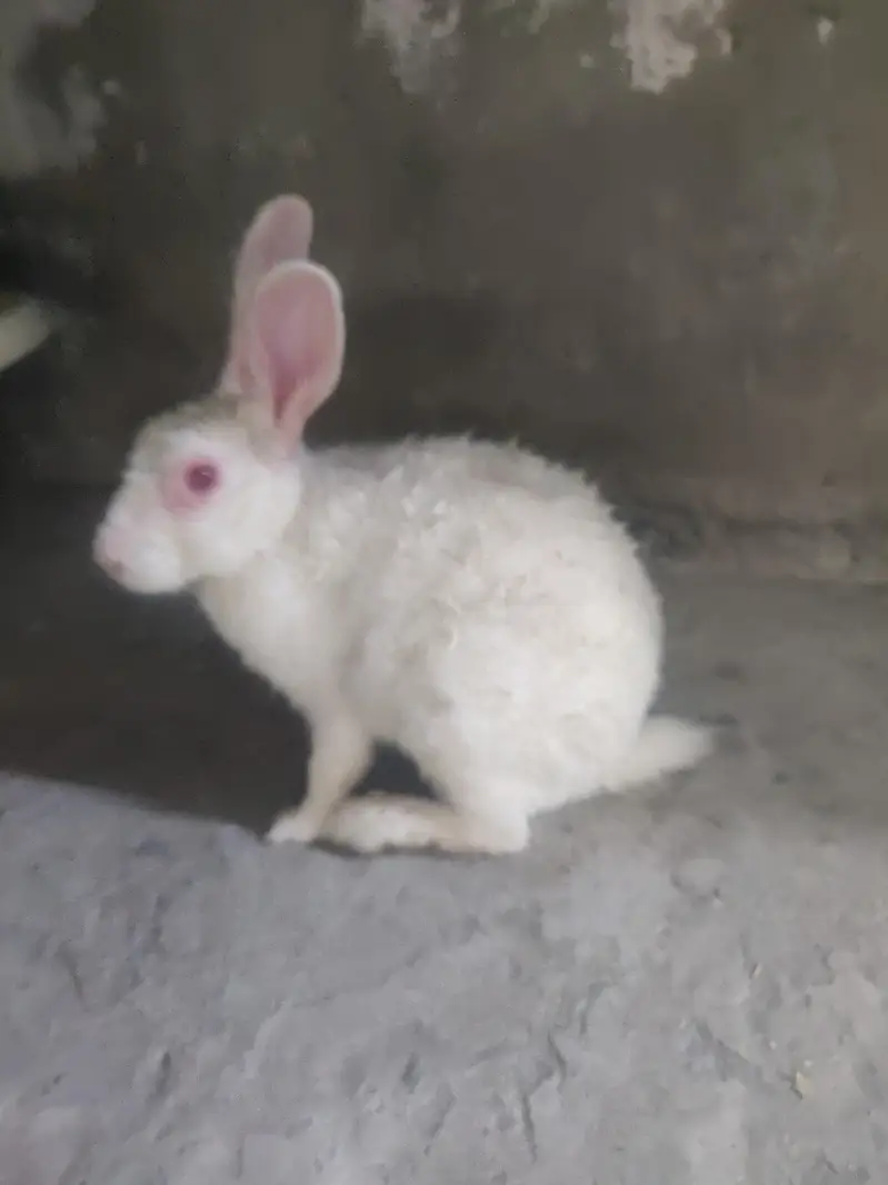 Male Rabbit — photo 3