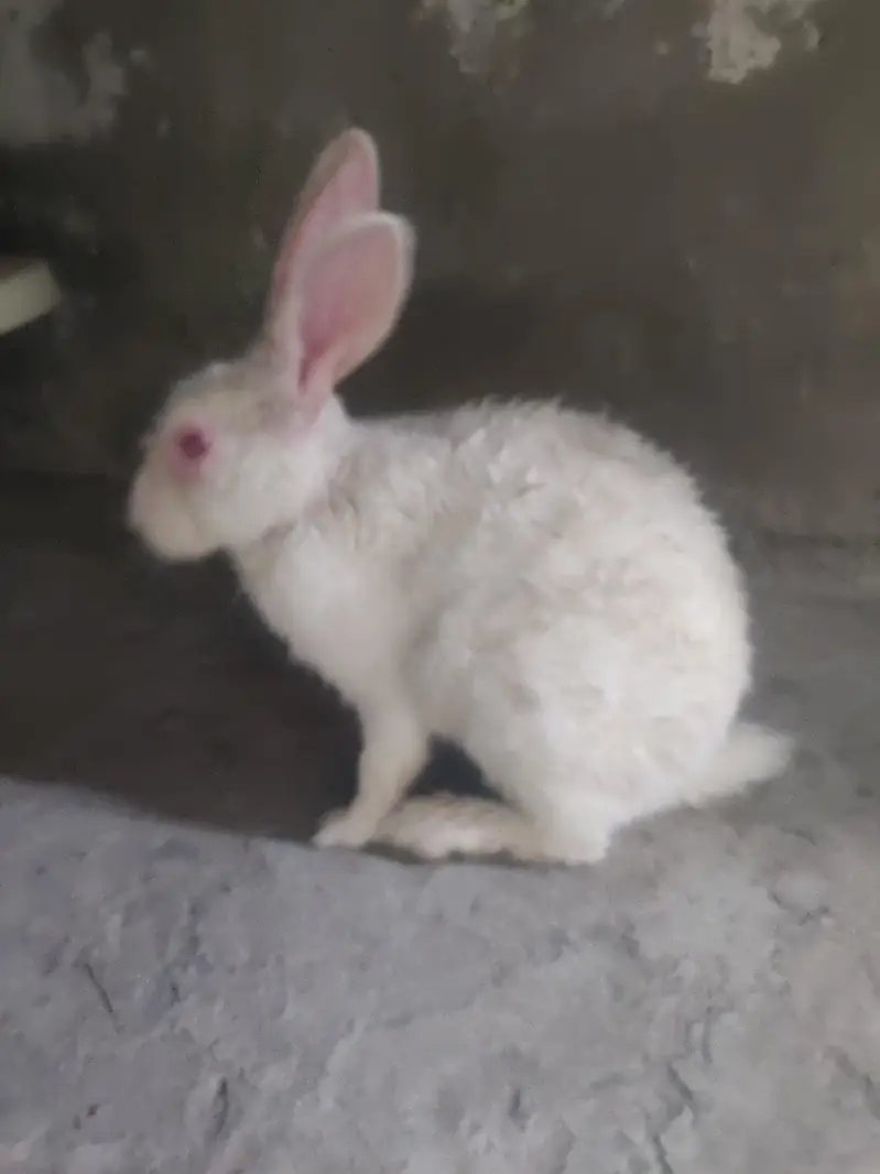 Male Rabbit — photo 4