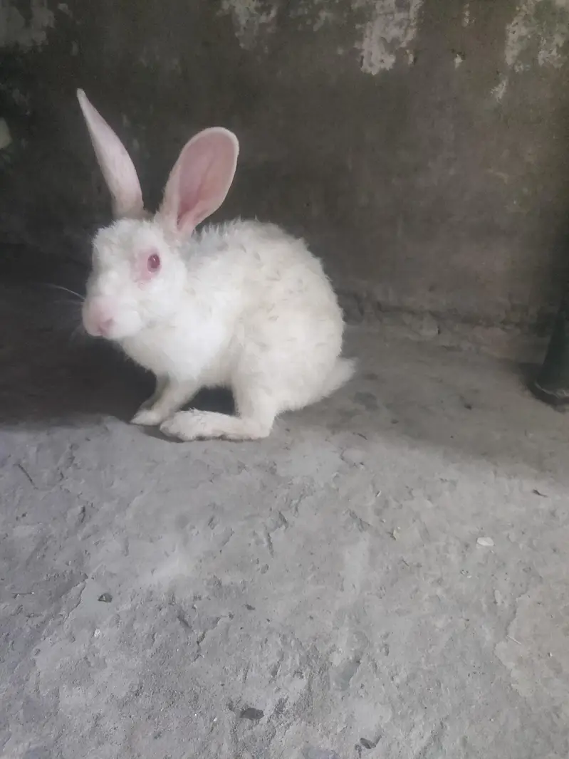 Male Rabbit — photo 5