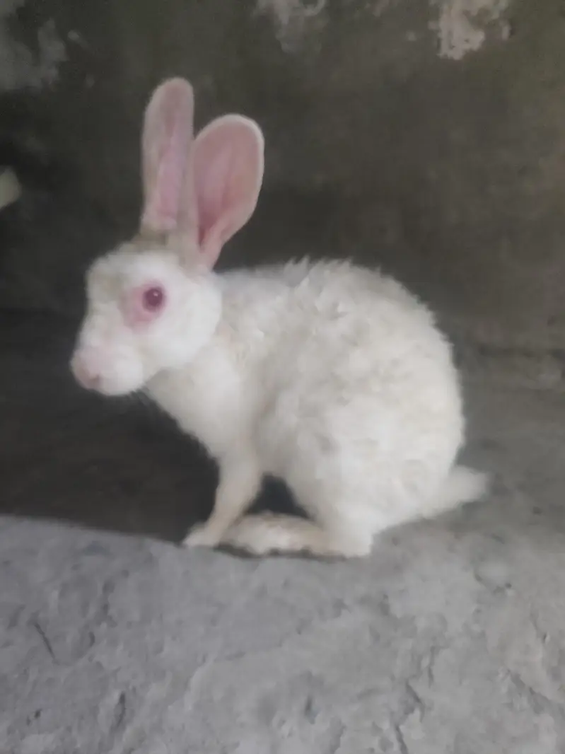 Male Rabbit — photo 6