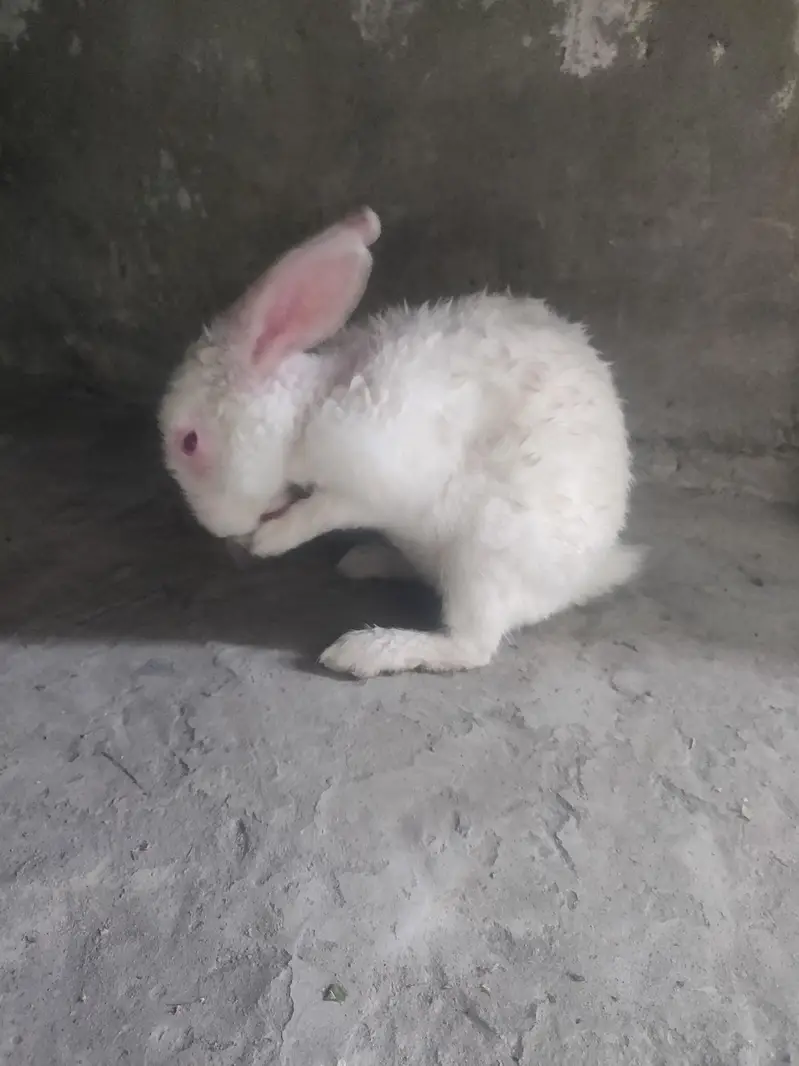 Male Rabbit — photo 7