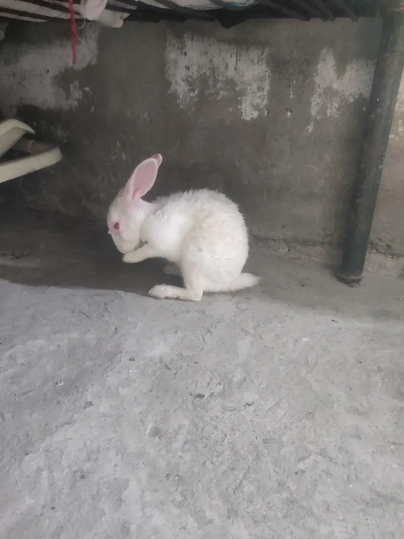 Male Rabbit — photo 8