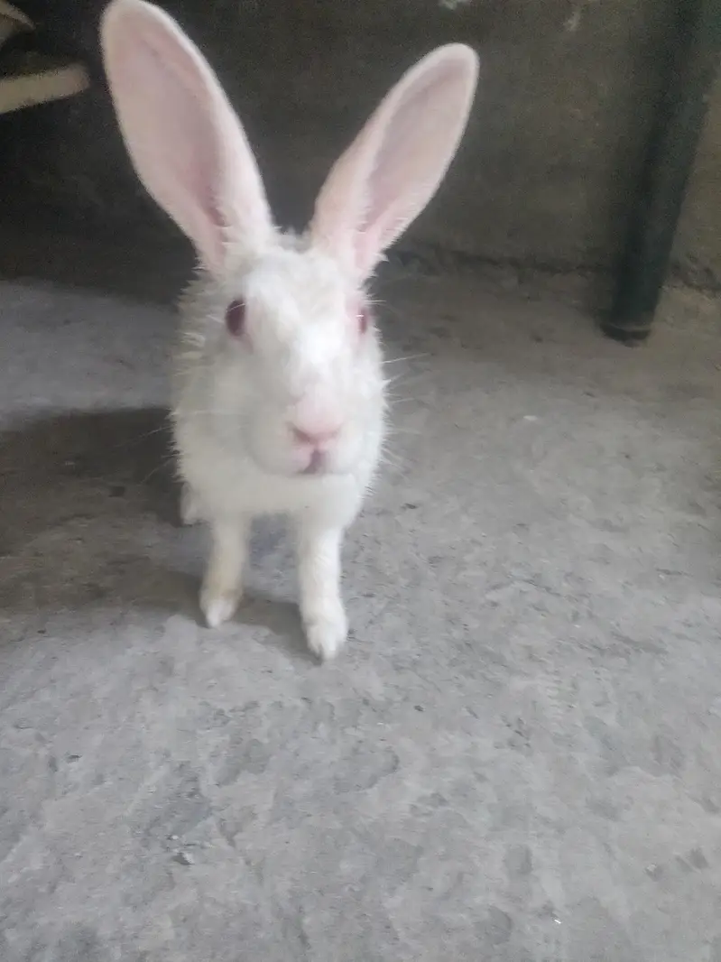 Male Rabbit — photo 9