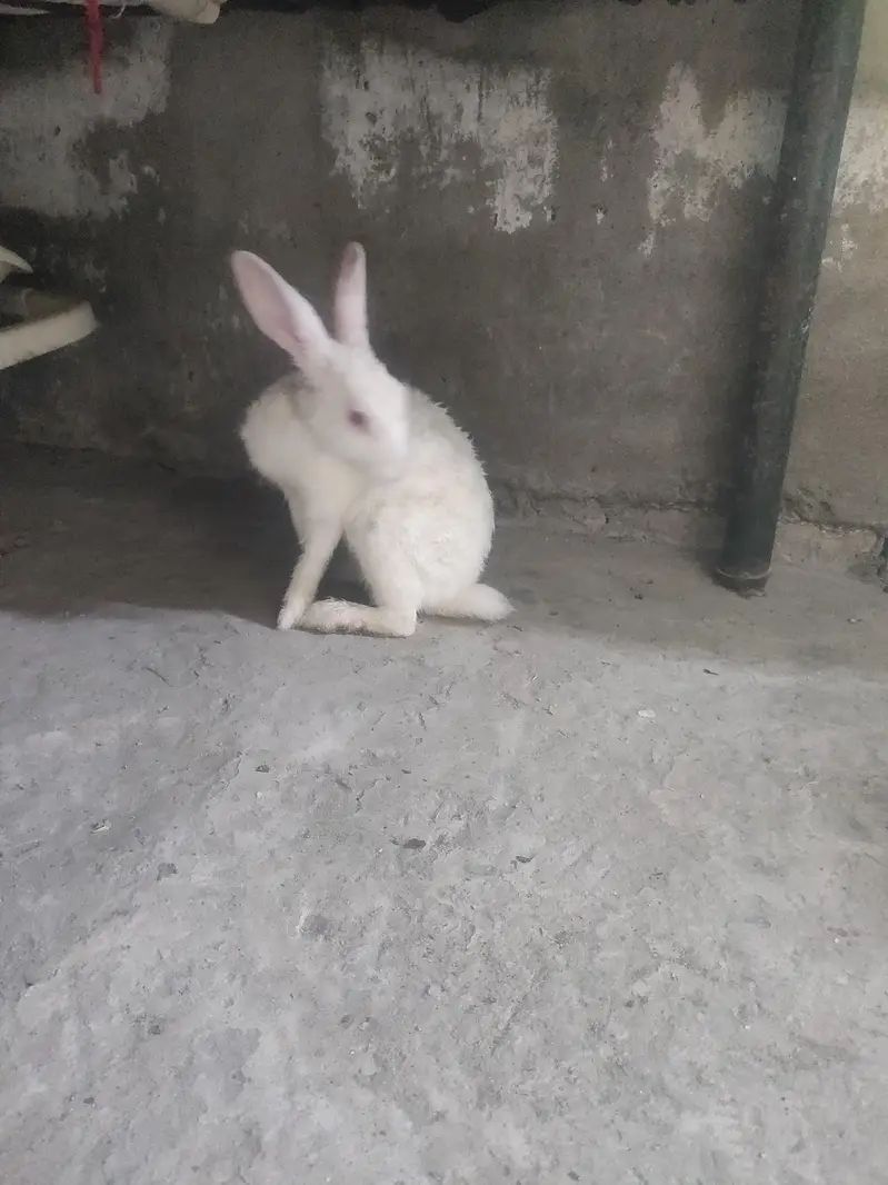 Male Rabbit — photo 10
