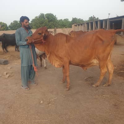 Slaggar kid bull 125kg weight in 4 months