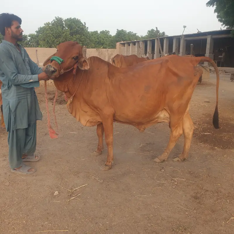 Slaggar kid bull 125kg weight in 4 months — photo 2