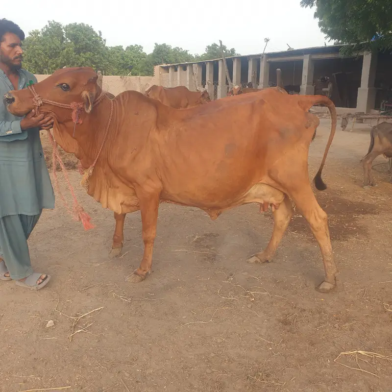 Slaggar kid bull 125kg weight in 4 months — photo 3