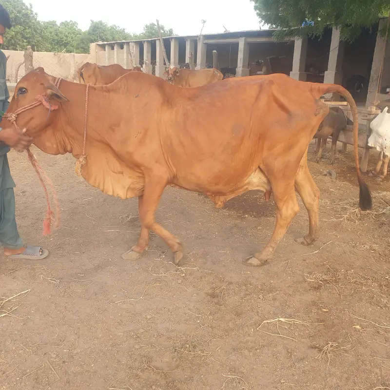 Slaggar kid bull 125kg weight in 4 months — photo 4
