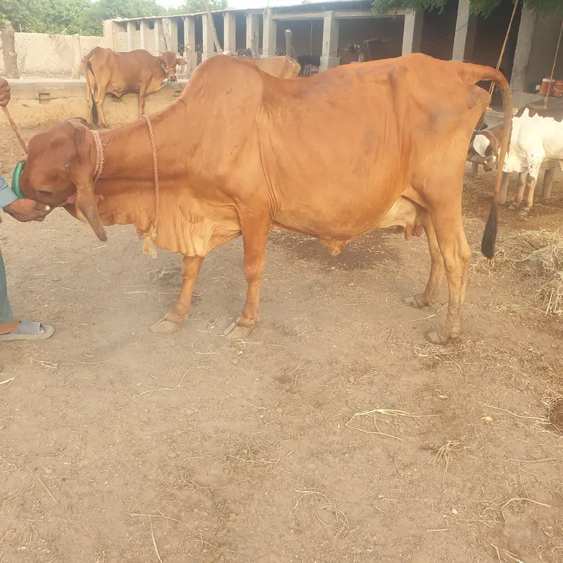 Slaggar kid bull 125kg weight in 4 months — photo 5