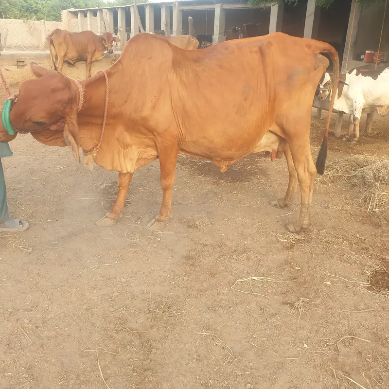 Slaggar kid bull 125kg weight in 4 months — photo 6