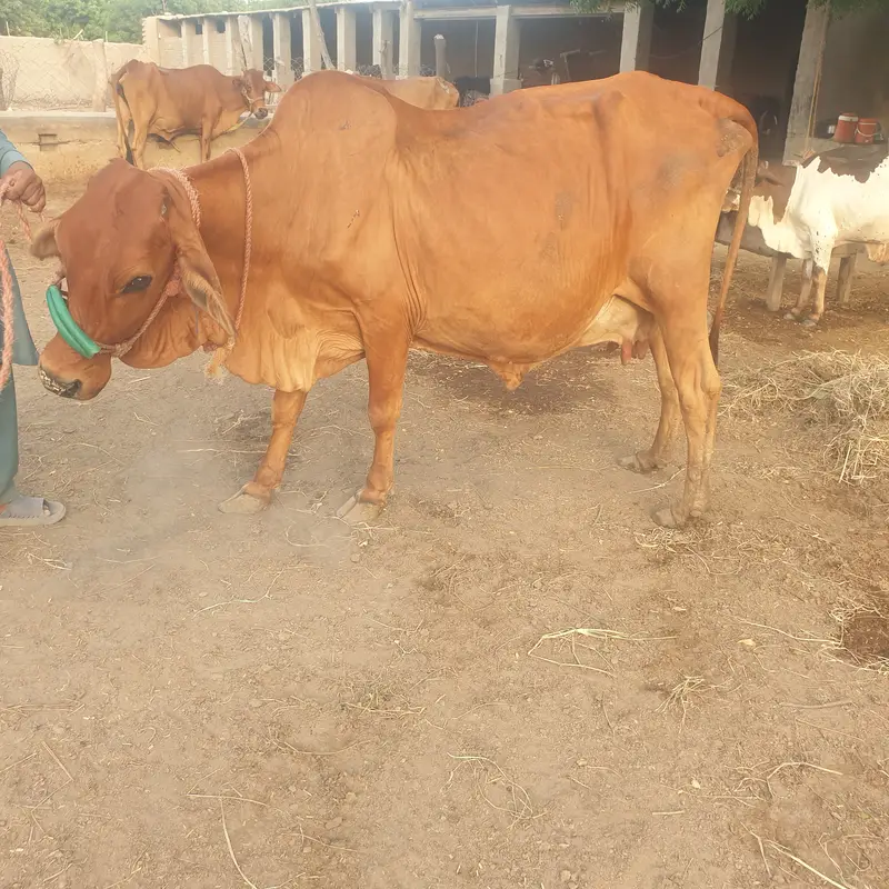 Slaggar kid bull 125kg weight in 4 months — photo 7