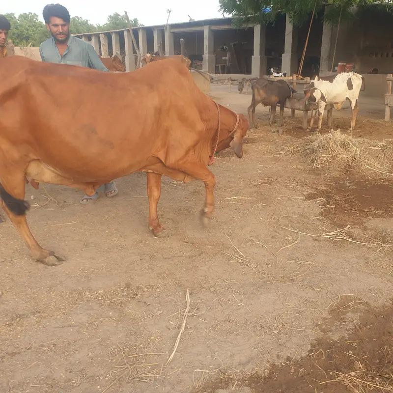 Slaggar kid bull 125kg weight in 4 months — photo 8