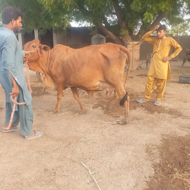 Slaggar kid bull 125kg weight in 4 months — photo 9