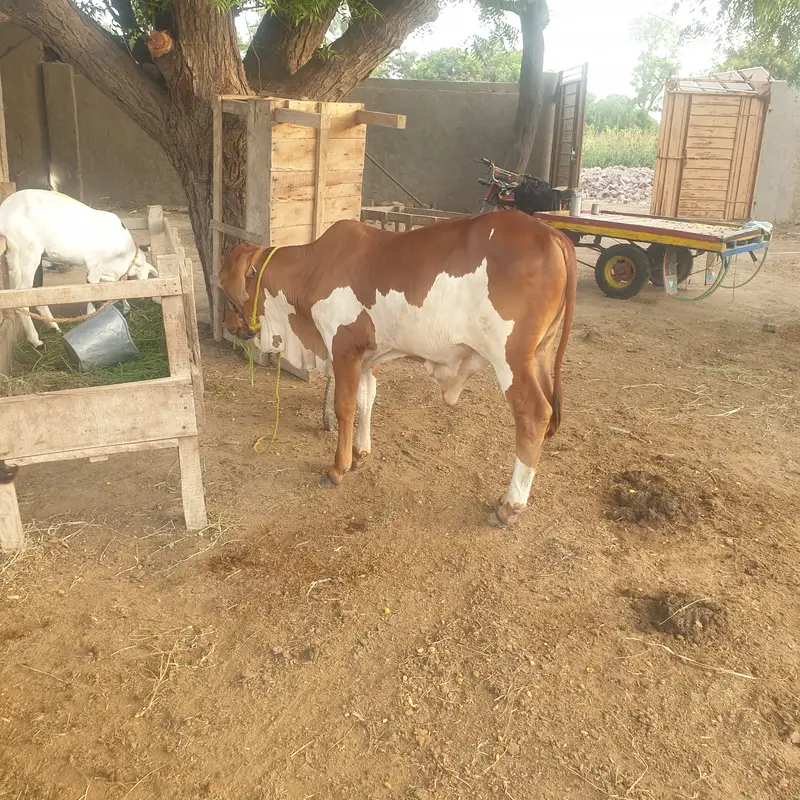 Slaggar kid bull 125kg weight in 4 months — photo 10