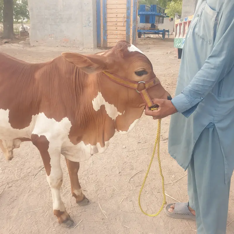 Slaggar kid bull 125kg weight in 4 months — photo 11