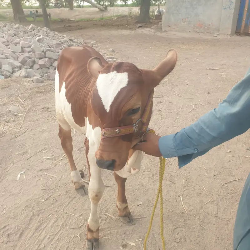Slaggar kid bull 125kg weight in 4 months — photo 12