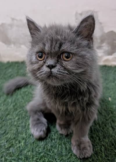 cat for sale