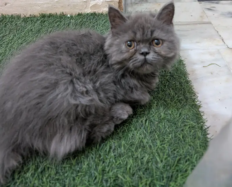 cat for sale — photo 2