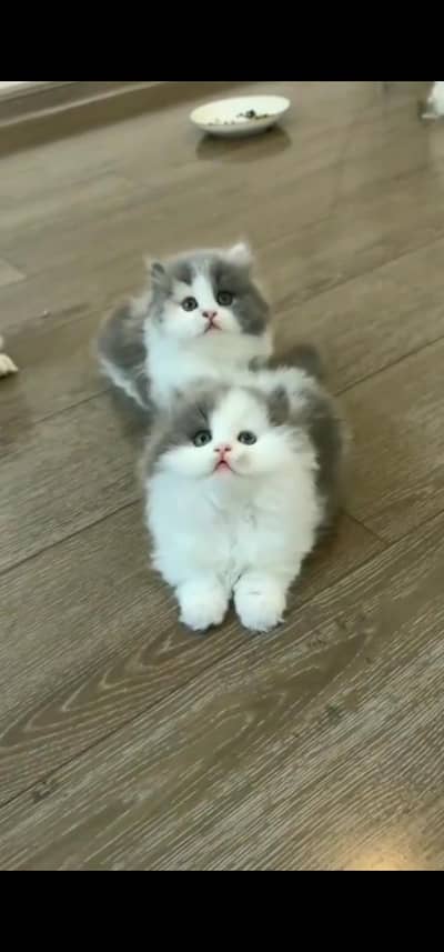 Quality Persian Punch face cat & kittens 03495425573 WhatsApp