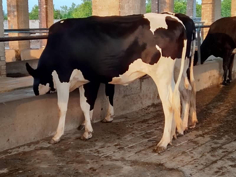 برائے فروخت: 4 بچھڑیاں، سیمن رکھوانے کے لیے تیار 1