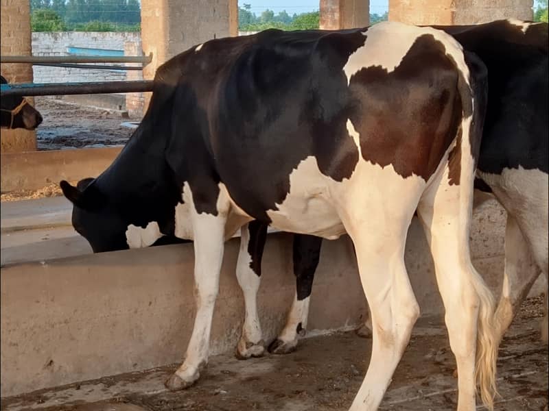 برائے فروخت: 4 بچھڑیاں، سیمن رکھوانے کے لیے تیار 3