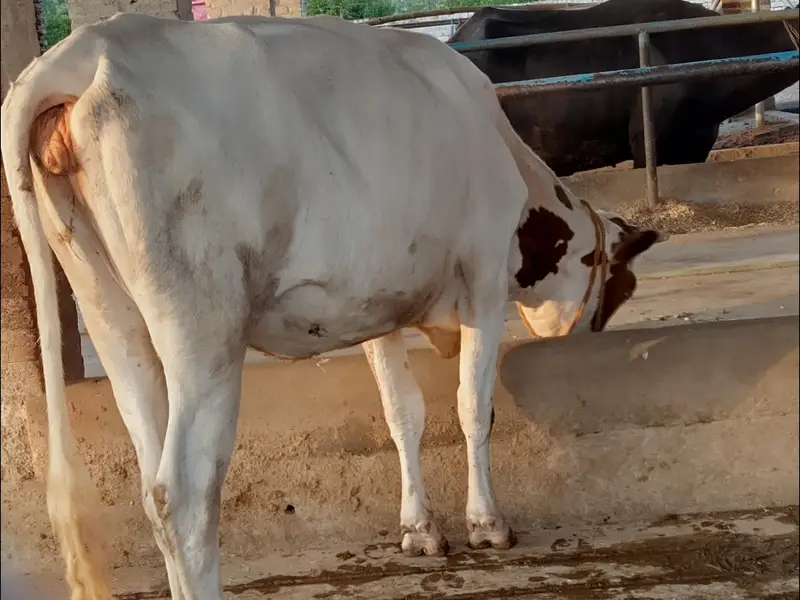 برائے فروخت: 4 بچھڑیاں، سیمن رکھوانے کے لیے تیار — photo 5