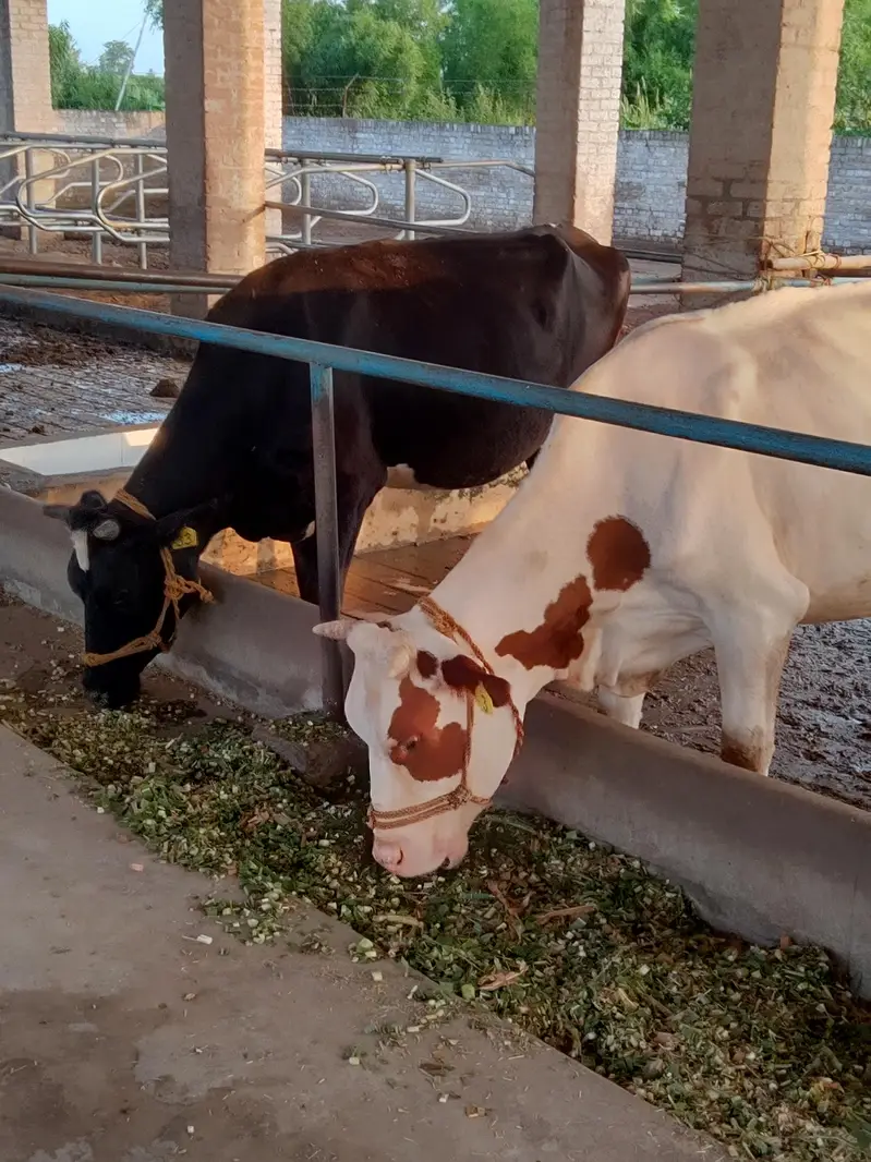 برائے فروخت: 4 بچھڑیاں، سیمن رکھوانے کے لیے تیار — photo 6