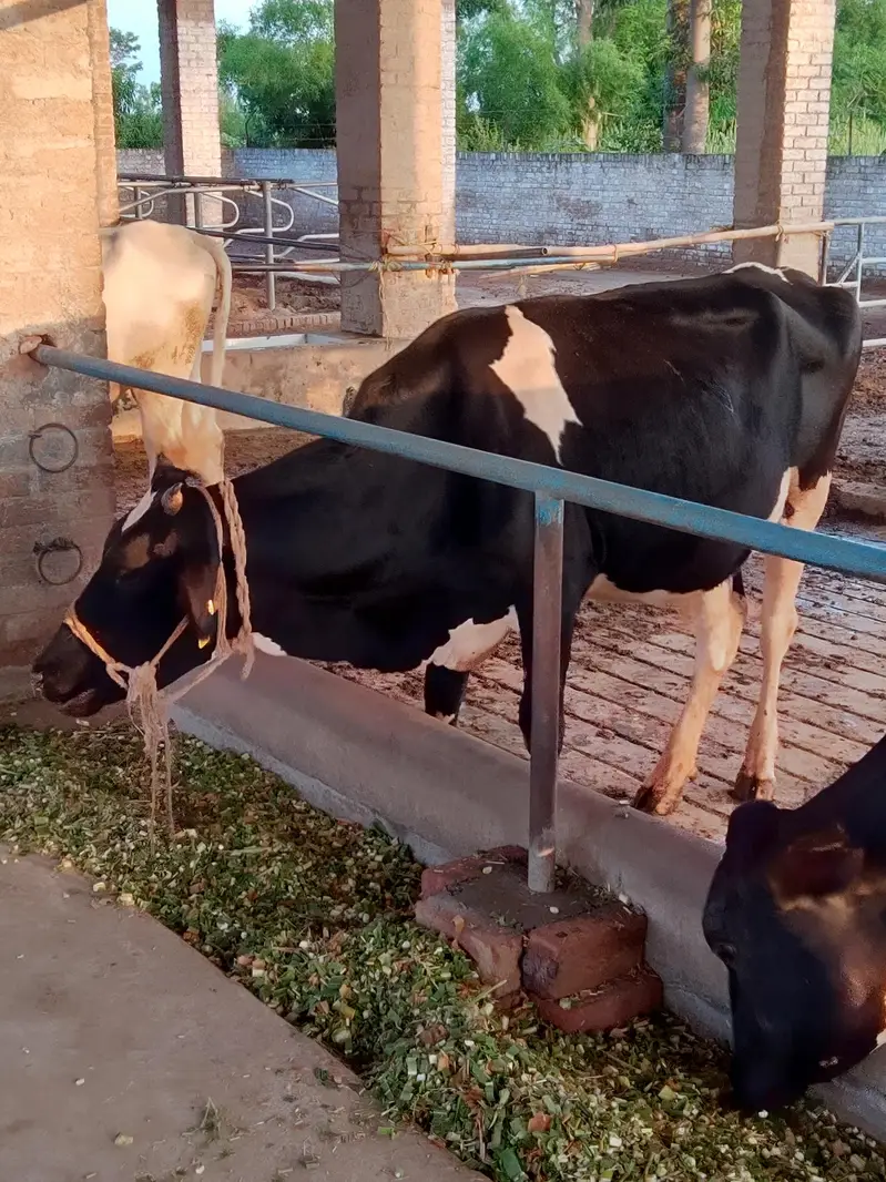 برائے فروخت: 4 بچھڑیاں، سیمن رکھوانے کے لیے تیار — photo 8