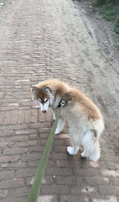 Siberian husky
