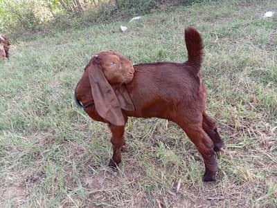 1 female 1 year olds/1 female 2.5 month.