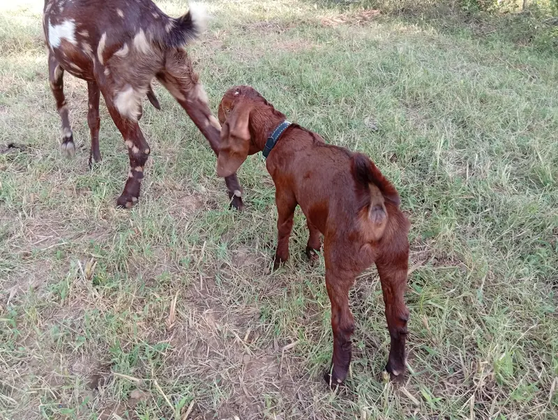1 female 1 year olds/1 female 2.5 month. — photo 4