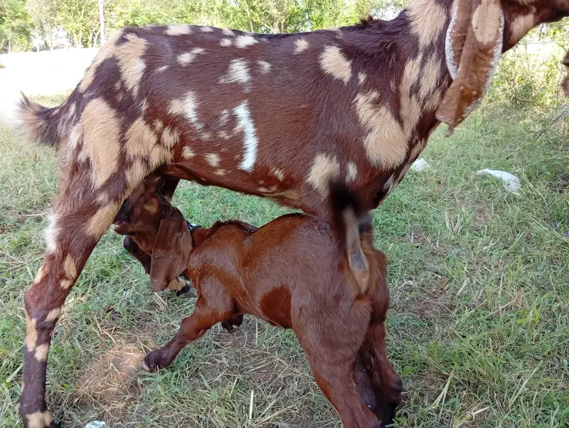 1 female 1 year olds/1 female 2.5 month. — photo 10