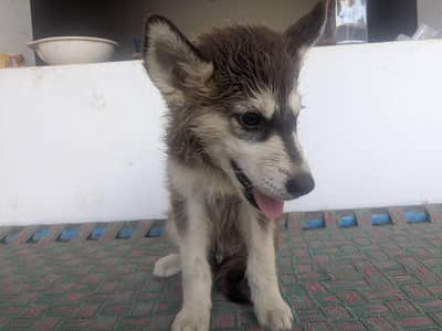dog for sale 