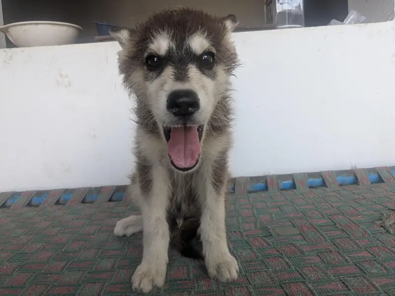 dog for sale  — photo 2