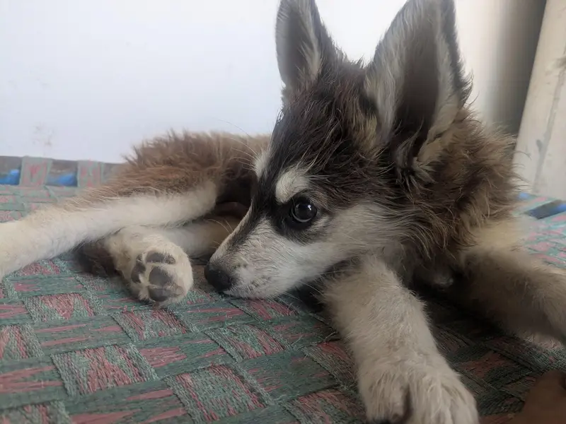 dog for sale  — photo 4
