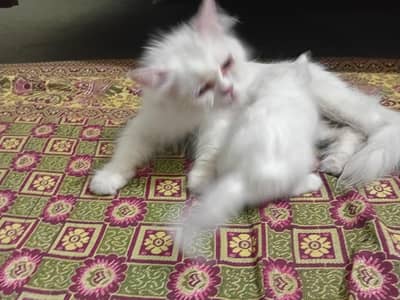 bht pyara age inke 6weeks ky hona wala bht pyara ma bap b dkha dy gy