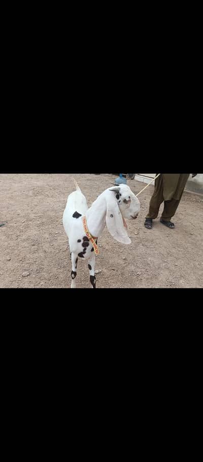 Panjab nasal