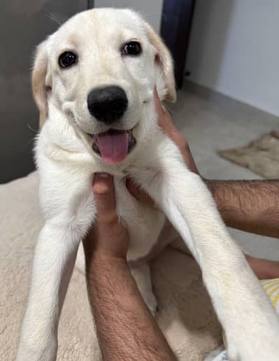 puppy