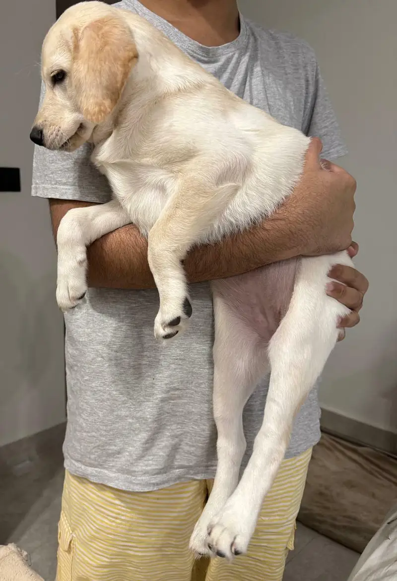 puppy — photo 3