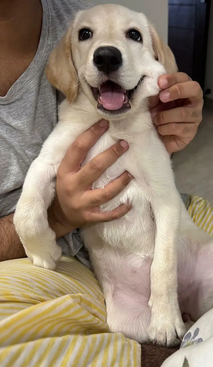 puppy — photo 4