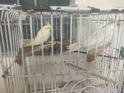 Pair of cocktails