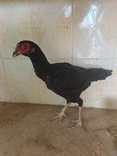 Aseel imported thia hen
