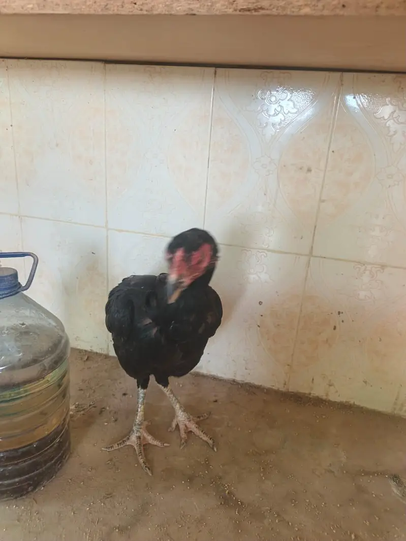 Aseel imported thia hen — photo 2