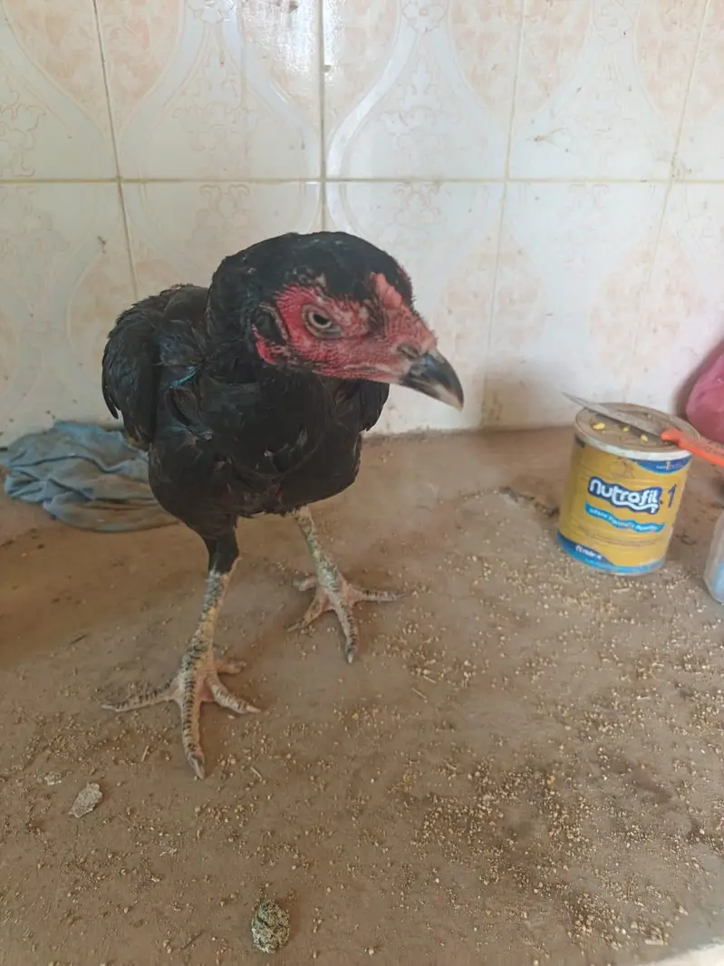 Aseel imported thia hen — photo 3